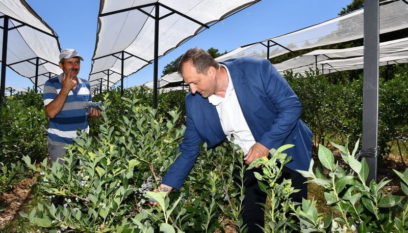 İznik Belediyesi’nin ev sahipliğinde 4. kez düzenlenecek Maviyemiş Festivali bu