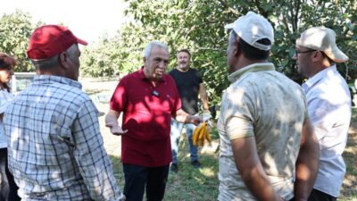 Nilüfer Belediye Başkanı Şadi Özdemir, Fadıllı Mahallesi’ndeki incir hasadına katılarak