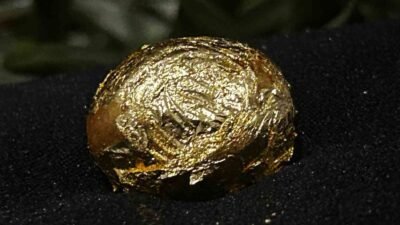 Altın kaplamalı zeytin, 31. Uluslararası Gemlik Zeytini Festivali’nde alanı dolduran