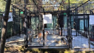 OSMANGAZİ BELEDİYESİ VETERİNER İŞLERİ MÜDÜRLÜĞÜ EKİPLERİ, GEÇTİĞİMİZ GÜN YUNUSELİ MAHALLESİ’NDE