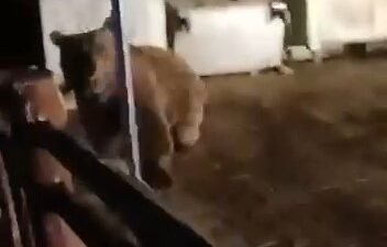 BURSA ULUDAĞ'DA AÇ KALAN AYIYI GÖRÜNTÜLEYEN VATANDAŞ, AYININ SALDIRISINDAN SON