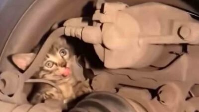 BURSA'DA LASTİĞİN İÇİNE GİREN YAVRU KEDİYİ ÇIKARTMAK İÇİN VATANDAŞLAR SEFERBER