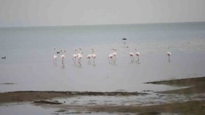 Göç yolunda olan flamingolar, İznik Gölü Orhangazi sahilinde konakladı. Flamingolar