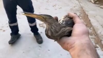 BURSA'NIN İNEGÖL İLÇESİNDE UÇMAKTA ZORLANAN KUŞU GÖREN İŞÇİLER, İNCELEMELERİN ARDINDAN