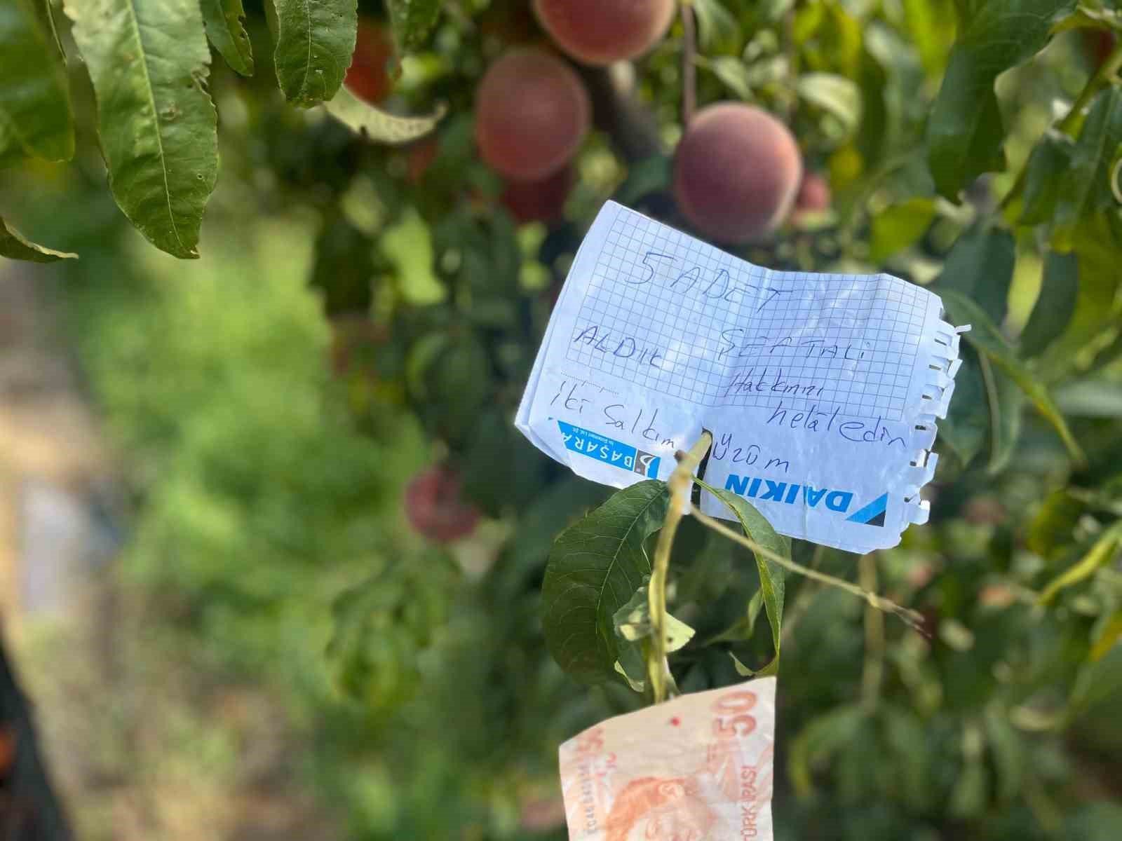 BURSA'DA ŞEFTALİ AĞACINA ASILI BULUNAN "5 ADET ŞEFTALİ VE 2