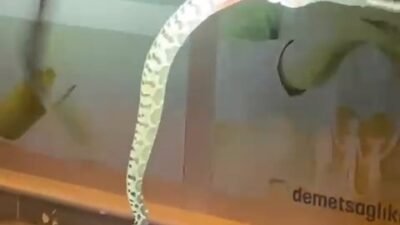 SEYİR HALİNDEKİ ARACIN KAPUTUNDAN YILAN ÇIKTI