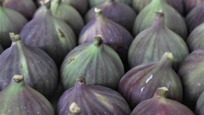 MASTERCHEF TÜRKİYE'DE, BURSA SİYAH İNCİRİ İLE YAPILAN FARKLI TATLARLA ŞEFLERİN