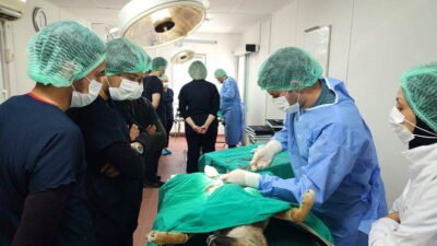 Bursa Osmangazi Belediyesi ve Uludağ Üniversitesi Veteriner Fakültesi arasında imzalanan