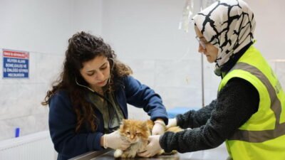 Bursa Büyükşehir Belediyesi, sokak hayvanlarının daha iyi yaşam koşullarına kavuşmaları
