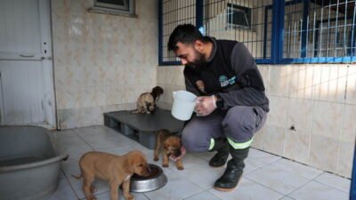 Nilüfer Belediyesi Veteriner İşleri Müdürü Sanem Çetiner, belediyenin sokak hayvanlarına