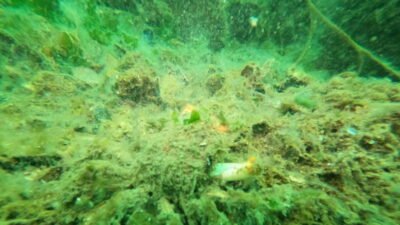 Marmara Denizi'nde yeniden ortaya çıkan müsilaj, dalgıçlar tarafından görüntülendi. Gemlik