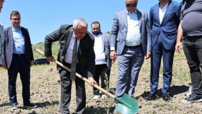 Nilüfer Belediyesi, Konaklı Mahallesi’nde 800 zeytin fidanını toprakla buluşturdu. Nilüfer