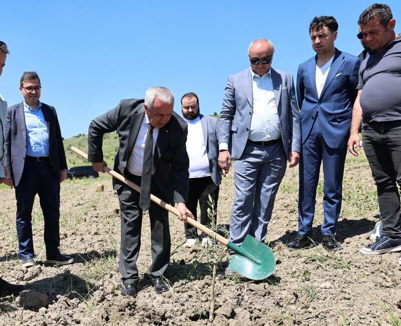 Nilüfer Belediyesi, Konaklı Mahallesi’nde 800 zeytin fidanını toprakla buluşturdu. Nilüfer