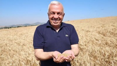 Nilüfer Belediyesi’nin NİLKOOP iş birliği ile ekimini gerçekleştirdiği buğdayın ilk