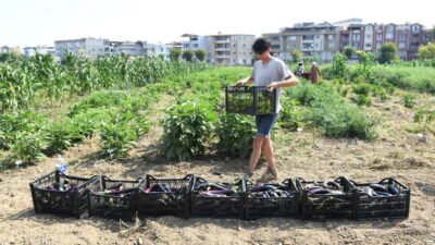 Osmangazi Belediyesi iştiraki Gazi Tarım A.Ş. 130 çeşit yerel ve