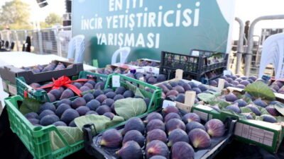 Akçalar İncir Festivali, bu yıl 11’inci kez düzenleniyor. 14 Eylül