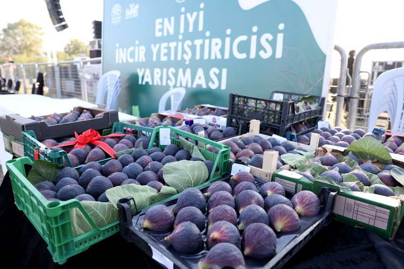 Akçalar İncir Festivali, bu yıl 11’inci kez düzenleniyor. 14 Eylül