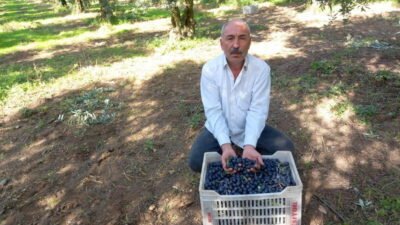 CHP İznik İlçe Başkanı Sadullah Eşiyok, zeytin üreticisinin içinde bulunduğu