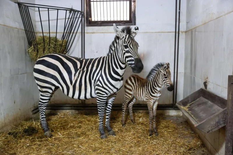 Türkiye’nin en büyük zebra sürüsüne ev sahipliği yapan Bursa Hayvanat