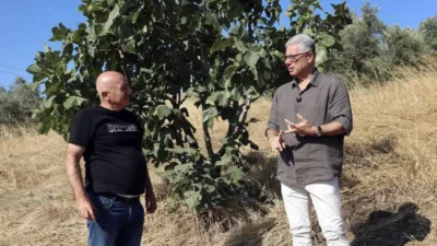 Mudanya Belediye Başkanı Deniz Dalgıç, Mürsel'de incir hasadına katıldı. İncir