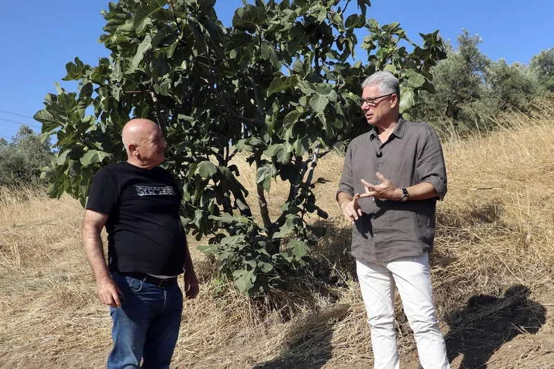 Mudanya Belediye Başkanı Deniz Dalgıç, Mürsel'de incir hasadına katıldı. İncir