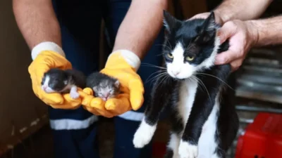 Osmangazi Belediyesi, Bursa'nın verimli tarım arazilerini korumak amacıyla kaçak yapılarla