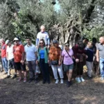 Gemlik’te Zeytin Ağacı 1500 Yıldır Meyve Veriyor