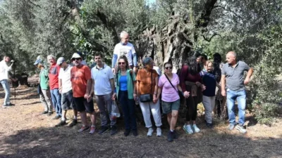 Tam 15 asırdır bu topraklara kök salan tarihi ağaç, Gemlik