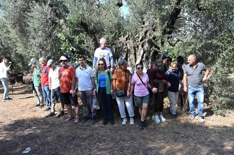 Tam 15 asırdır bu topraklara kök salan tarihi ağaç, Gemlik
