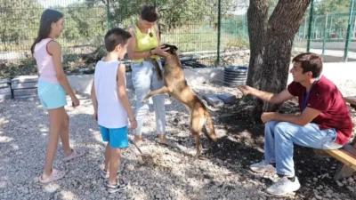 Nilüfer Belediyesi Umut Ağacı Sahipsiz Hayvanlar Doğal Yaşam ve Sahiplendirme