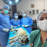 Yavru kaplan, sağlığına BUÜ’de kavuştu
