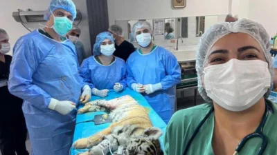 Bursa Uludağ Üniversitesi (BUÜ) Veteriner Fakültesi Hastanesi, bu kez çok